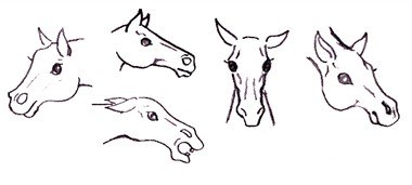 Drawing A Horse Head Step by Step