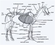 Basic Horse Anatomy for Equine Owners