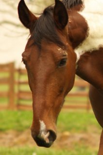 Know Your Horse Markings