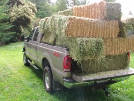 Horse Hay: Guide to Feeding A Horse