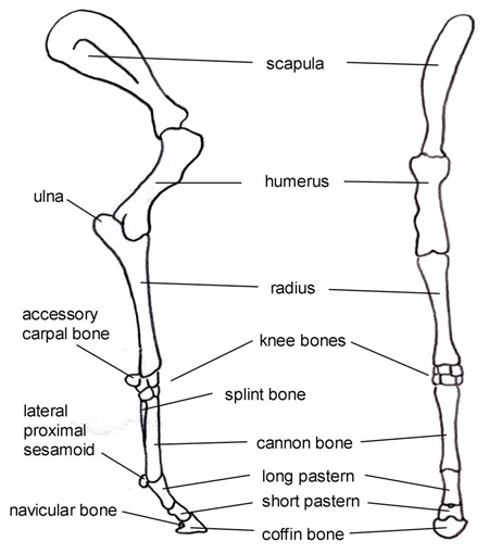 Horse Leg Skeleton Diagram