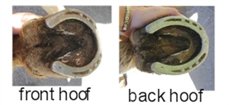 Front and back hoof of the same horse. Notice the different shape.