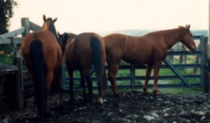 These horses clearly do not want to engage.