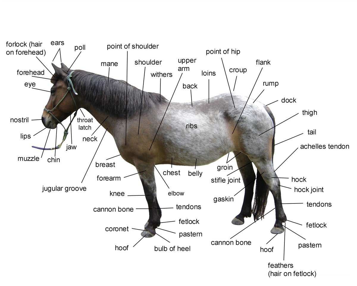 Parts Of The Horse In Chart