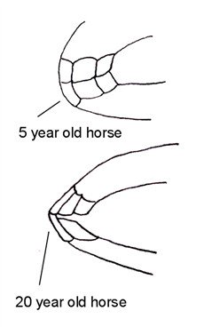 horse teeth age